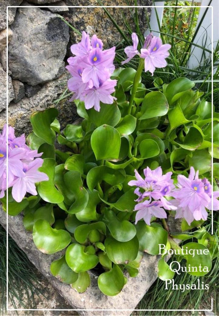 Boutique Quinta Physalis Διαμέρισμα Fenais da Luz Εξωτερικό φωτογραφία