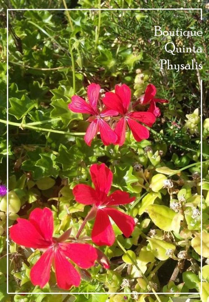 Boutique Quinta Physalis Διαμέρισμα Fenais da Luz Εξωτερικό φωτογραφία