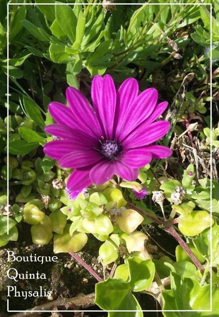 Boutique Quinta Physalis Διαμέρισμα Fenais da Luz Εξωτερικό φωτογραφία