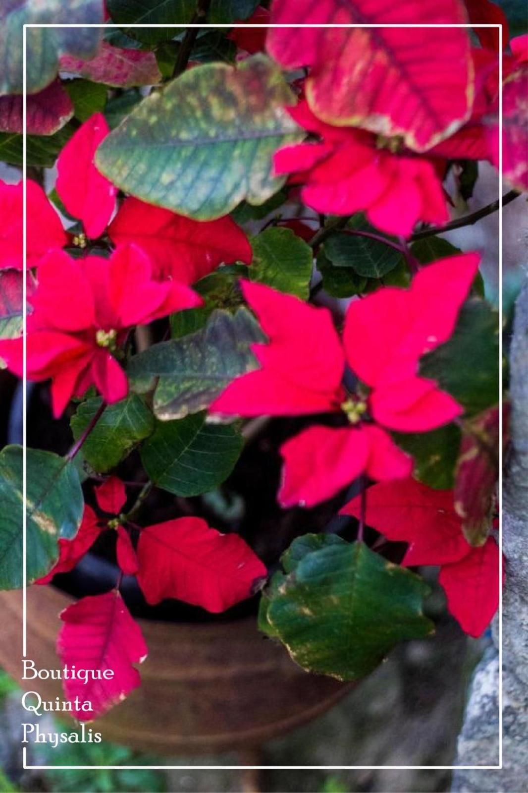 Boutique Quinta Physalis Διαμέρισμα Fenais da Luz Εξωτερικό φωτογραφία
